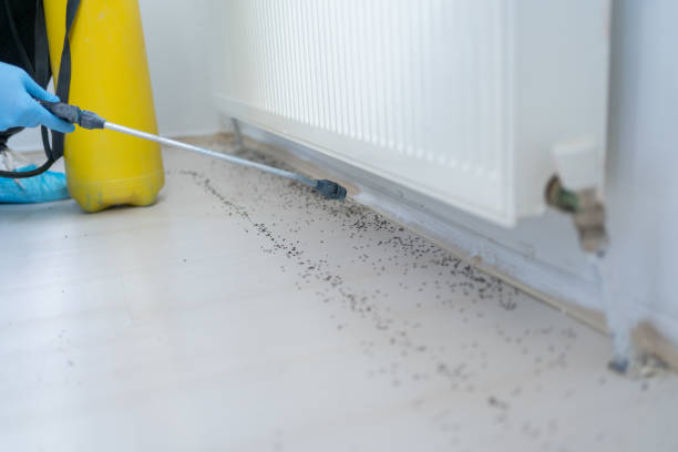 Best Pest Prevention Services  in Woodward, IA